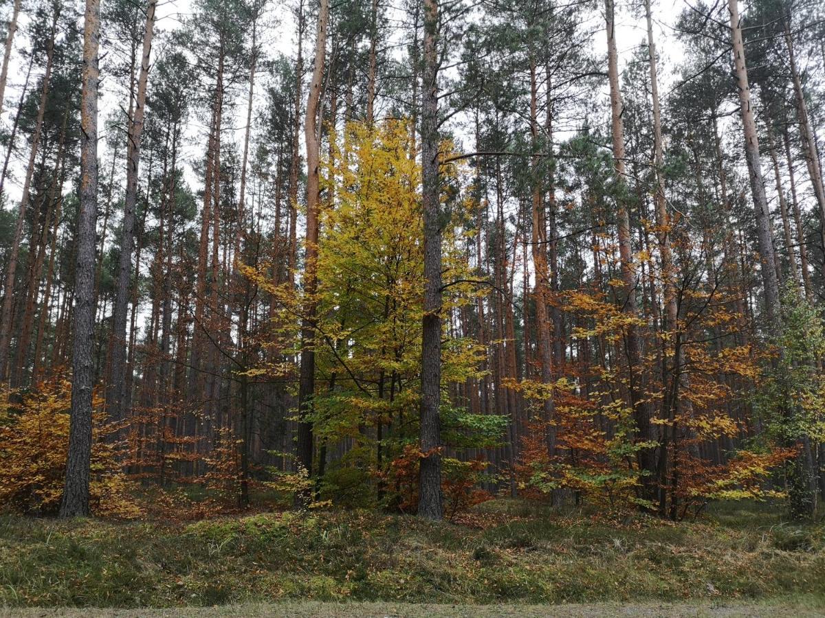 Chalet Stodola Miedzy Lasami - Roztocze